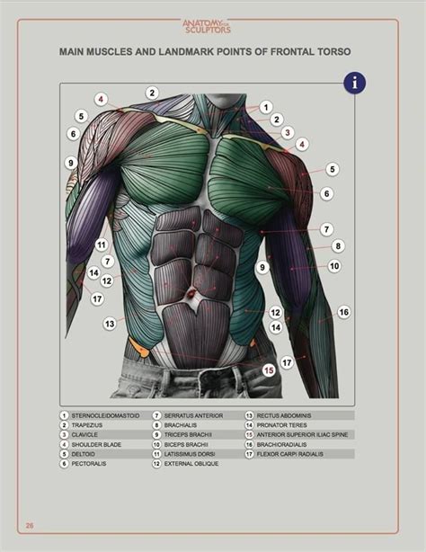 Book Anatomy For Sculptors Understanding The Human Form Figure