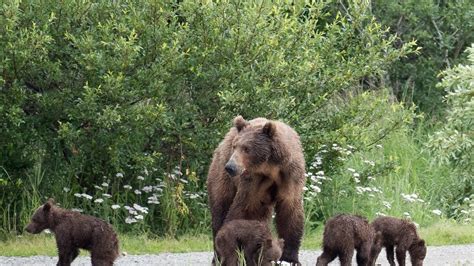 a bear mom with 4 cubs appears on the bear cam will they all survive mashable