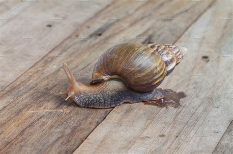 Crawling Land Snails Stock Photo Containing Snail And Land Animal