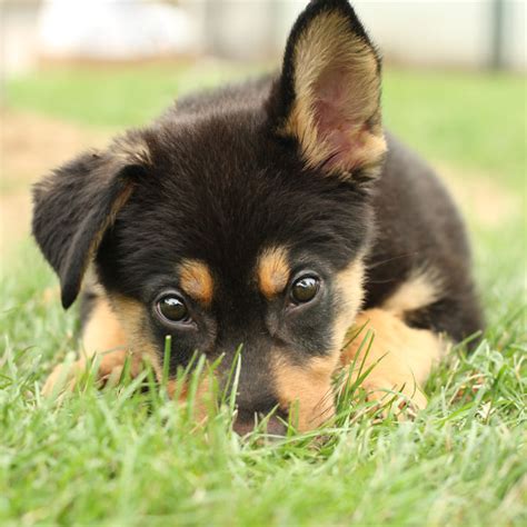 Jiji.ng more than 1154 german shepherd dogs & puppies are waiting for you buy your future friend today ▷ prices are starting from ₦ 35,000 in nigeria. Targa - German Shepherd Mix Puppy