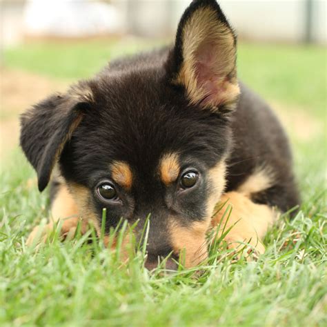 German shepherds can be very protective of their family members, so you want to socialize your puppy early in puppyhood. Targa - German Shepherd Mix Puppy