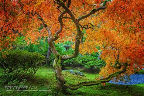 How To Shoot Portland Japanese Garden Fototripper