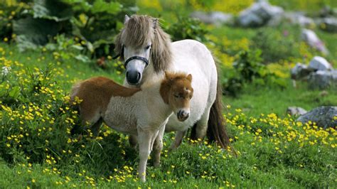 Beauty Cute Amazing Animal Shetland Pony Horse In Farm