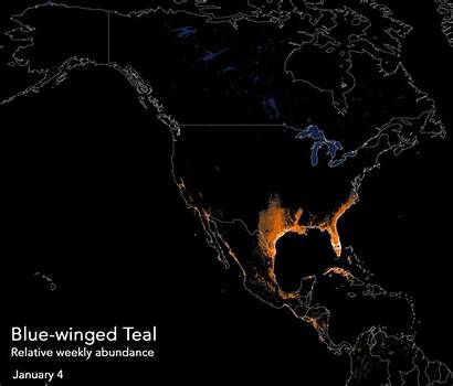 Teal Migration Winged Abundance Map Relative Animated