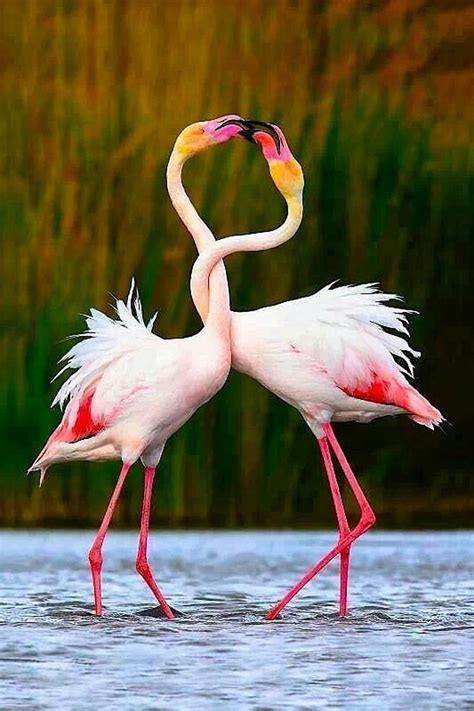 Discover 148 Flamingo Bird Hd Wallpaper Vn