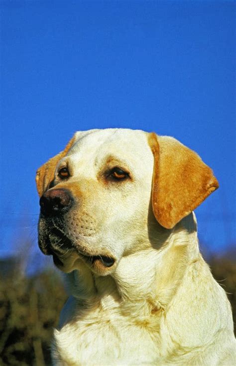 Yellow Labrador Retriever Portrait Of Adult Stock Image Image Of