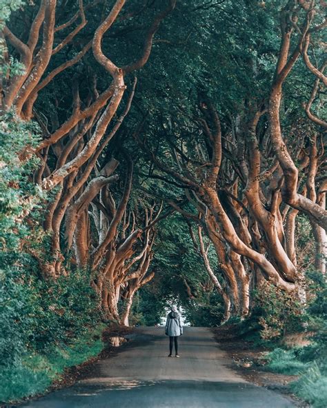 Ireland Travel Stroll Down The Dark Hedges From Game Of Thrones