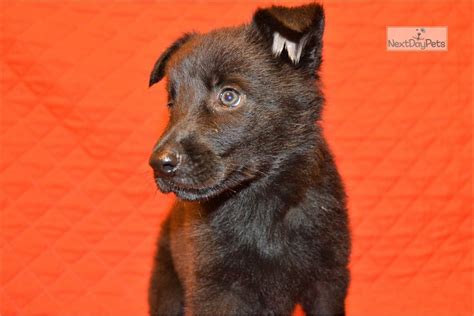 Jett German Shepherd Puppy For Sale Near Springfield Missouri