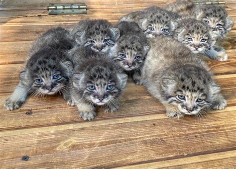 16 Wild Felines Born At A Siberian Zoo A Bundle Of Cuteness For