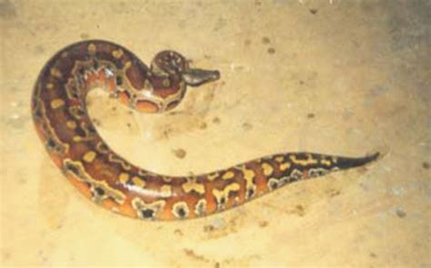 We did not find results for: jenis - jenis ular di indonesia - limajempol