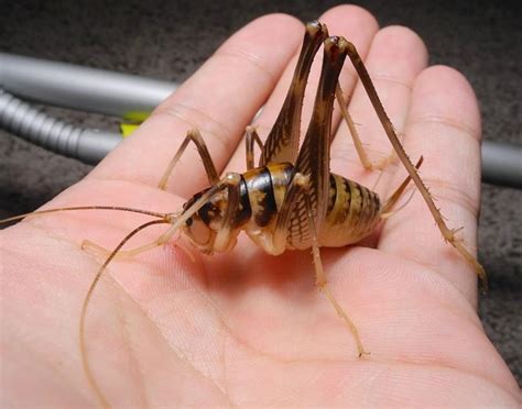 Giant Slender Legged Cave Cricket Roach Crossing
