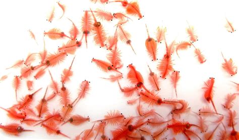 How To Hatch Baby Brine Shrimp To Increase The Growth Of Fish Fry