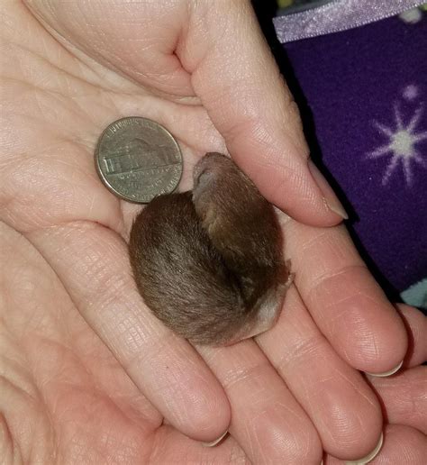 Woman Raises Tiny Baby Weasels Left Behind In Car Engine Baby Ferrets