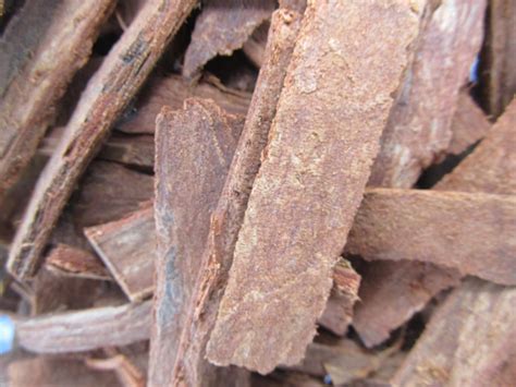 Mahogany Bark For Infusion Traditional African Medicine Etsy Uk