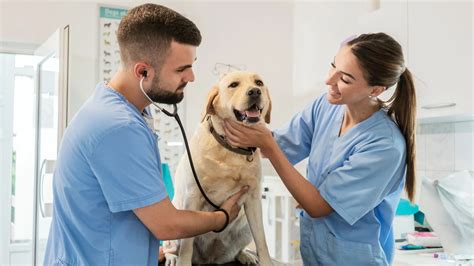 Emergency Veterinary Care Healthy Paws Forward Veterinary Hospital