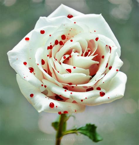 Amazing Rose Photos For Americas Most Popular Plant The Gardening Cook