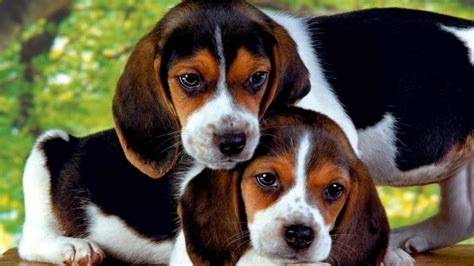 Download Cute Close Up Puppy Dog Animal Beagle Hd Wallpaper
