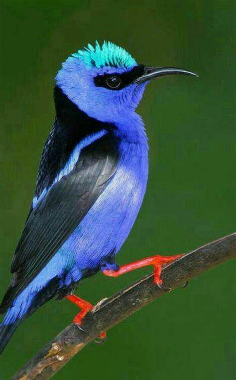 1725 Best Birds Of A Feather Images On Pinterest Beautiful Birds