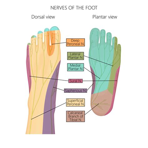 Exercises For Numb Feet P Rehab