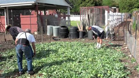 Using A Cover Crop YouTube