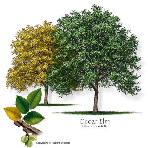 Cedar Elm Tree North Texas Superiorly History Photo Exhibition