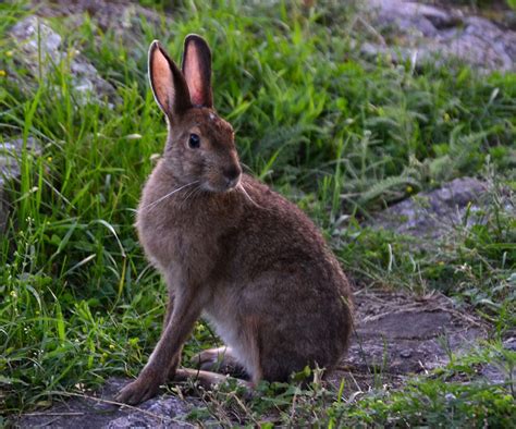 Woods Walks And Wildlife Adventures In Ottawa Part 2 Snowshoe Hare