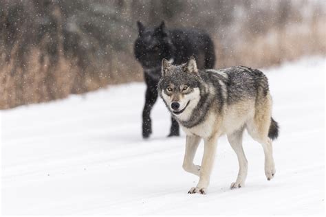 Winter Wolfdog Enrichment Where Canadian Rockies