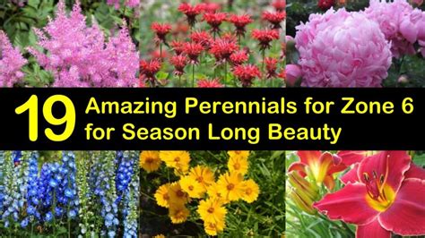19 Amazing Perennials For Zone 6 For Season Long Beauty