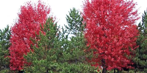 Maple Trees Produce Blaze Of Autumn Color