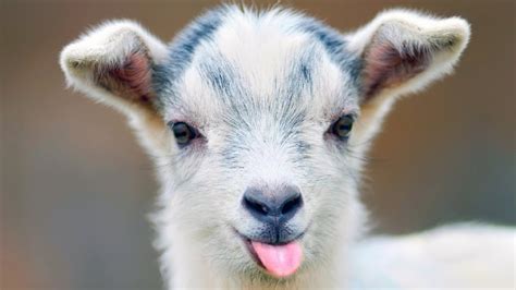 Cute Baby Goat Photos Videos And Facts Animal Hype