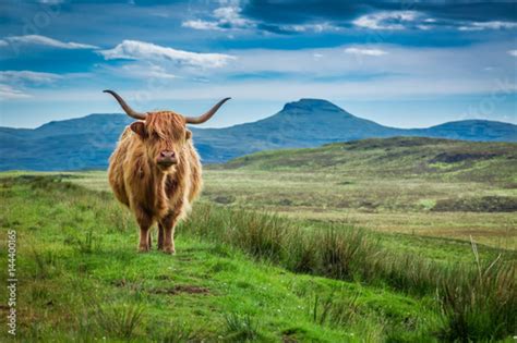 Grazing Highland Cow In Isle Of Skye In Scotland Stock Photo Adobe Stock