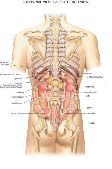 Surface projections of the major organs of the trunk, using the vertebral column and rib cage as main reference points of superficial anatomy. Anatomy Pictures