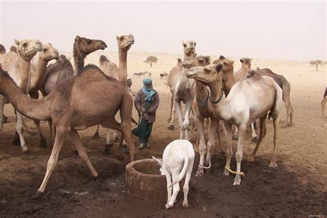 Niger Pays De Coopération Avsf