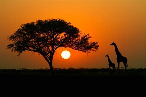 Acacia Tree At Sunset With Giraffes Wall Mural Majestic