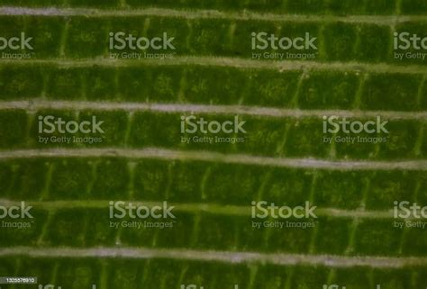 Close Up Texture Of Plants Cells Find With Microscope Stock Photo