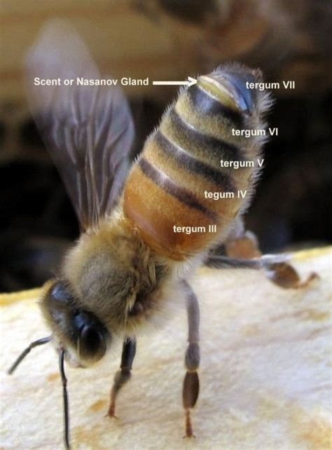 فرومون های زنبور عسل عسل خام مامان بی بی
