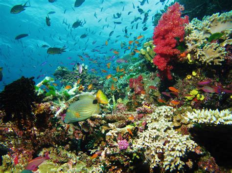 15 Ways To Protect The Marine Life Deep Ocean Facts