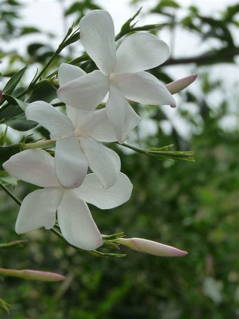 10 Types Of Jasmine Flowers You Must Grow Blooming Anomaly