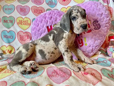 Akc Full Euro Blue Harlequin Male Great Dane Looking For A Forever Home