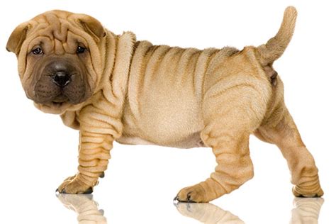 Veterinary Highlights New Test For Shar Pei