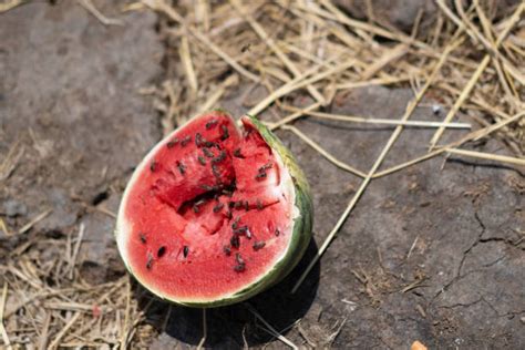 Rotten Watermelon Pic Stock Photos Pictures And Royalty Free Images Istock