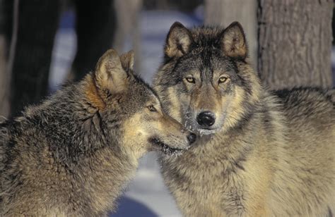 In yellowstone, average pack size is 10 individuals. Trump Strips Gray Wolves Of Federal Endangered Species Protection - UNILAD