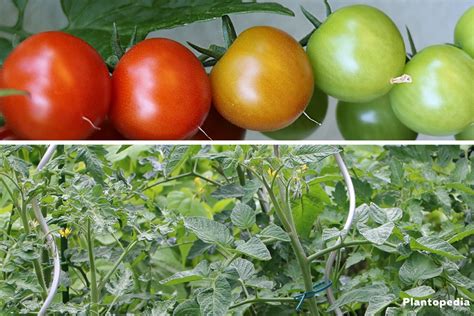 How To Properly Prune Tomato Plants Important Tips