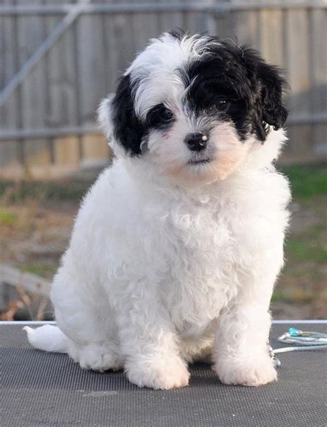 The löwchen once had the dubious distinction, like the portuguese water dog and the havanese, of being the rarest dog in the world. Lowchen (Little Lion Dog) Info, Temperament, Puppies, and ...