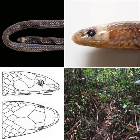 Philippine Snakes Species