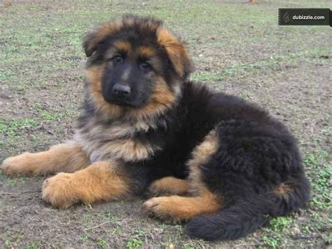 German shepherd · federal way, wa. long haired german shepherd mix puppies - Google Search ...