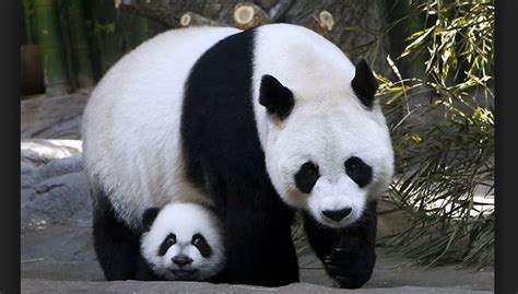 Cute Baby Pandas On A Slide