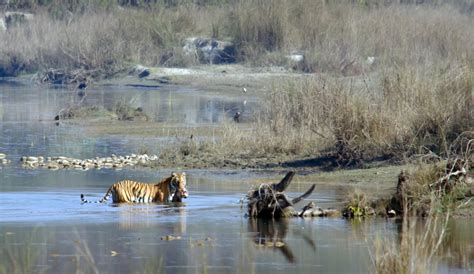 Best Time To Visit Bardia National Park Attractions Entry Fee