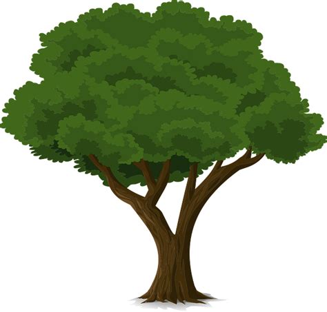 Vektor Pohon Beringin Png Free Vector Graphic Tree Forest Trunk