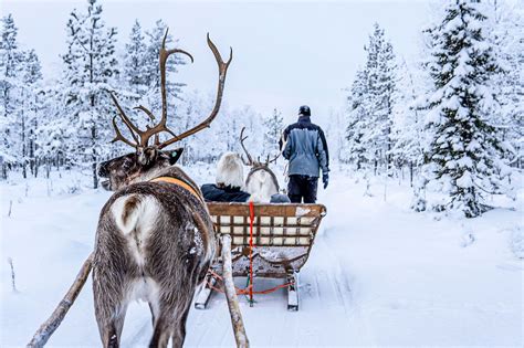 Local Reindeer Farm Visit With 2 Km Sleigh Ride Rovaniemi Visit Lapland